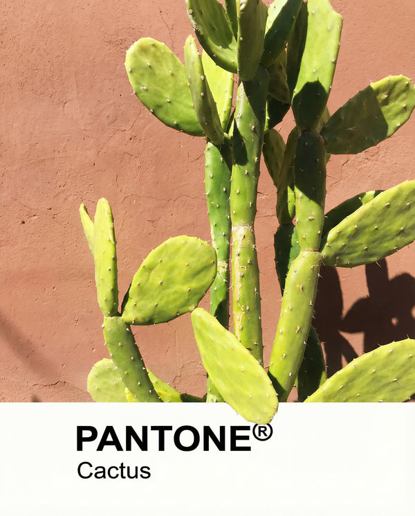 Cactus Pantone