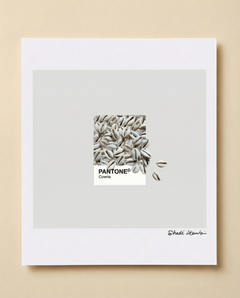 Cowrie Pantone