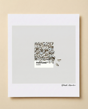 Cowrie Pantone