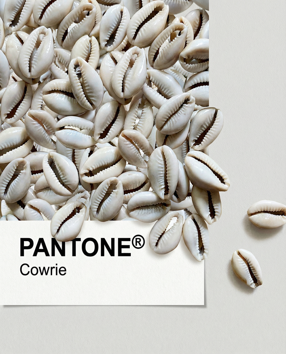 Cowrie Pantone